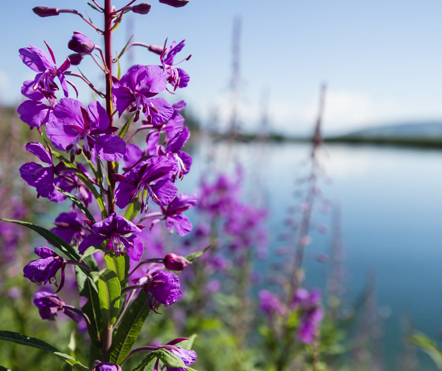 Blumen am Rupertisee im Almengebiet von Wagrain-Kleinarl