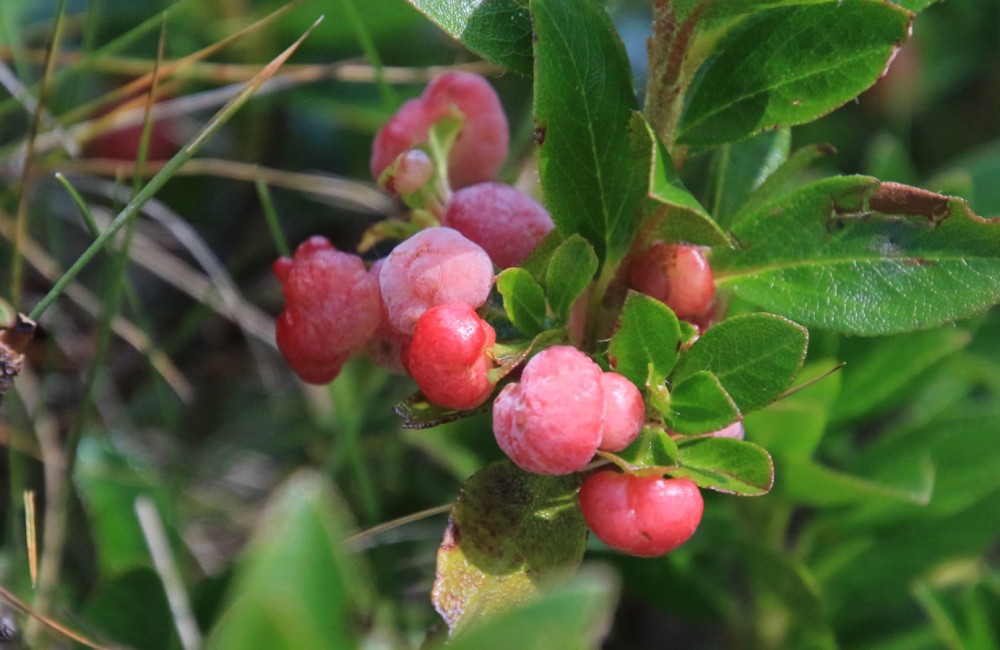 Rote Beeren in der Alpenregion in Wagrain-Kleinarl